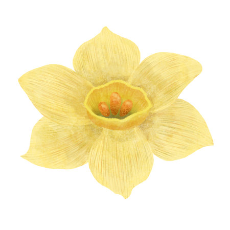 The narcissus flower is yellow, a digital handmade illustration isolated on a white background. An element for the designの写真素材