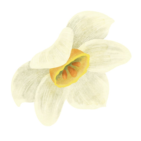 The narcissus flower is white and yellow, a digital handmade illustration on a white background.の写真素材