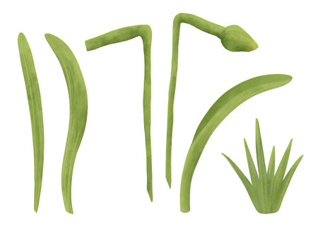 Stems and leaves of daffodil, grass, handmade digital illustration isolated on white background. An element for the designの写真素材