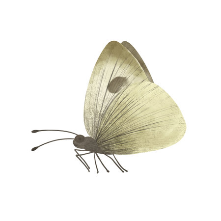 A light yellow-gray butterfly Cabbage White, handmade digital illustration isolated on white background. An element for the designの写真素材