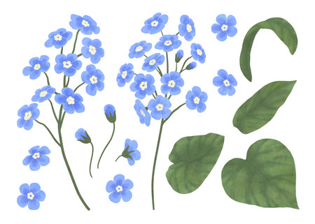 Branches and leaves of forget-me-not flowers, handmade digital illustration isolated on white background. An element for the design of postcards, invitations, packaging, textiles, wallpaper.の写真素材