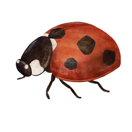 Bright red ladybug, beetle, insect, handmade digital illustration isolated on white background. An element for the design of postcards, invitations, packaging, textiles, wallpaper.の写真素材