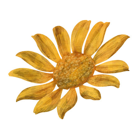 Heliopsis, yellow autumn flower, handmade digital illustration on a white background. An element for the designの写真素材