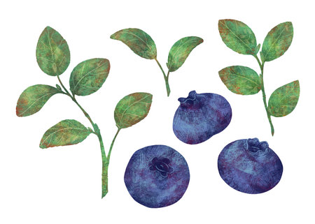 Branches, leaves and blueberry berries, handmade digital illustration isolated on white background. A set of elements for the designの写真素材