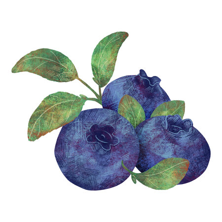 Blueberry berries and leaves, handmade digital illustration isolated on white background. An element for the design of postcards, invitations, packaging, textiles, wallpaper.の写真素材
