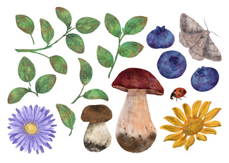Branches, leaves and berries of blueberries, edible mushrooms, autumn butterfly and ladybug. A set of elements for the design of postcards, invitations, packaging, textiles, wallpaper.の写真素材