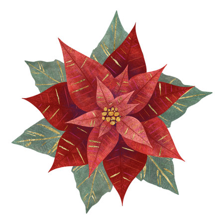 Christmas flower red poinsettia with green leaves, handmade digital illustration on a white background. An element for the design of postcards, invitations, packagingの写真素材