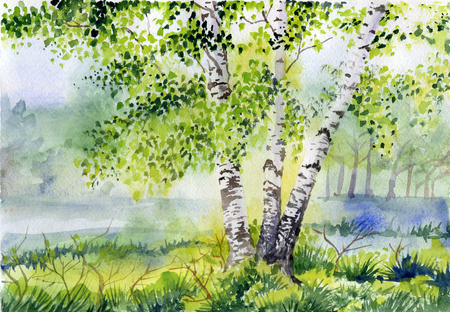 Watercolor picture of forest landscape with birchの写真素材