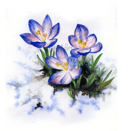 Watercolor picture of crocus flowersの写真素材