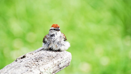 A cute chipping sparrow singing after a rain. brightening green background. common garden bird.の写真素材