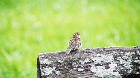 A cute chipping sparrow singing after a rain. brightening green background. common garden bird.の写真素材