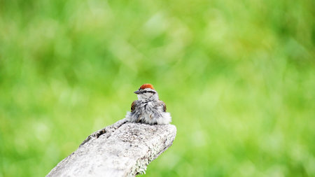 A cute chipping sparrow singing after a rain. brightening green background. common garden bird.の写真素材