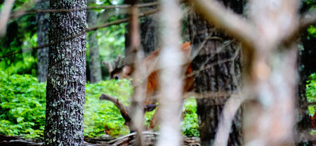 White tailed deers in Great Smoky Mountains National Park. Wildlife watching. large deers with antlers/horns.の写真素材