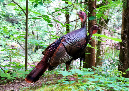 Wild turkeys walking in the forest in Great Smoky Mountains National Park. Wildlife watching. Bird...