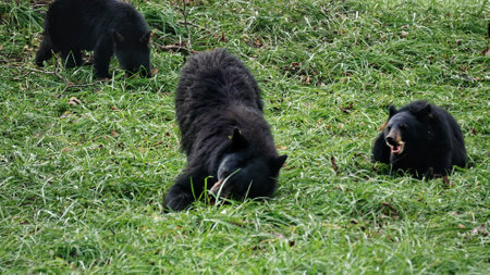 Black bears in Great Smoky Mountains National Park. Wildlife watching. Tennessee. Blue Ridge...