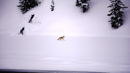 Coyote Wolf Wolves in Winter in Yellowstone National Park, Wyoming and Montana. Northwest....