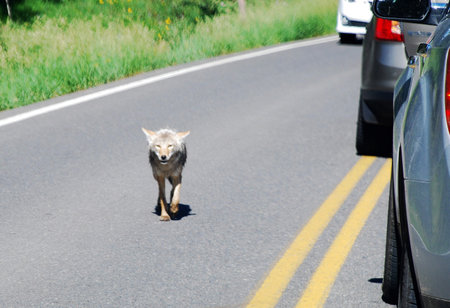 Coyote Wolf Wolves in Yellowstone National Park, Wyoming Montana. Northwest. Yellowstone is a summer wonderland, to watch the wildlife and natural landscape.の写真素材