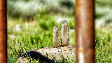 Uinta Ground Squirrel in Yellowstone National Park, Wyoming Montana. Small cute adorable animals. Northwest. Yellowstone is a summer wonderland, to watch the wildlife and natural lの写真素材