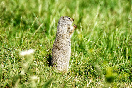 Uinta Ground Squirrel in Yellowstone National Park, Wyoming Montana. Small cute adorable animals. Northwest. Yellowstone is a summer wonderland, to watch the wildlife and natural lの写真素材