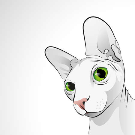 Vector closeup portrait of sphinx cat with big green eyesのイラスト素材