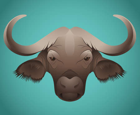 Colorful vector illustration of big buffalo head, front viewのイラスト素材