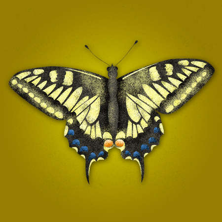 Butterfly, illustration with grain textureの写真素材