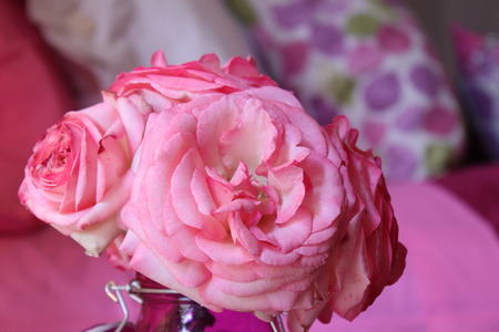 Pink roses with a bed in the backgroundの写真素材