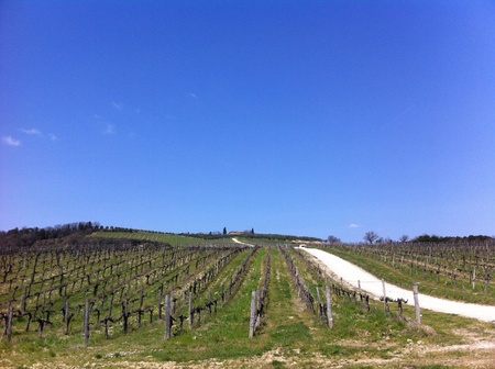 vineyardの素材