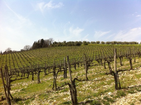 Tuscan vineyardsの素材