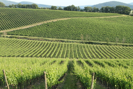Chianti Vineyardsの写真素材