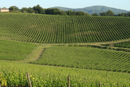 Chianti Vineyardsの写真素材