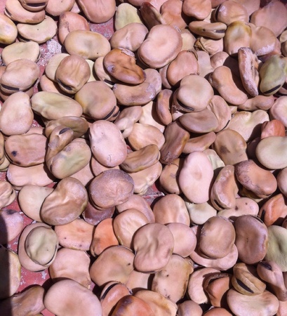 Dried broad beansの素材