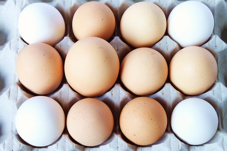 The big eggの写真素材