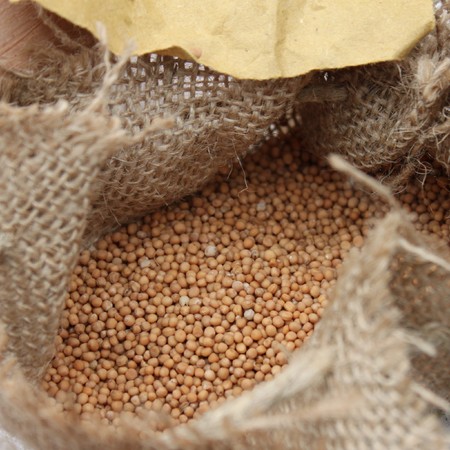 Mustard seedsの写真素材