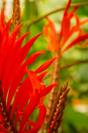 tropical flowersの写真素材