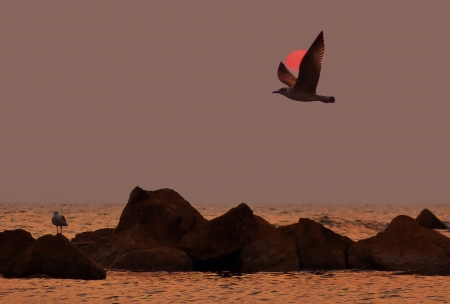 Sunrise, sea and seagullsの写真素材