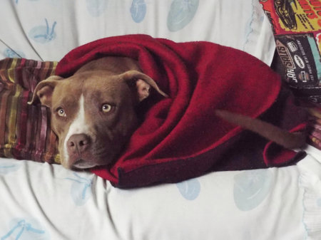 pitbullr lying on the bed with a red blanketの写真素材