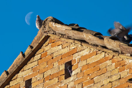 Pigeons on the roof of an old house against the blue sky and moon in the background, in Macerata, Italy.の写真素材