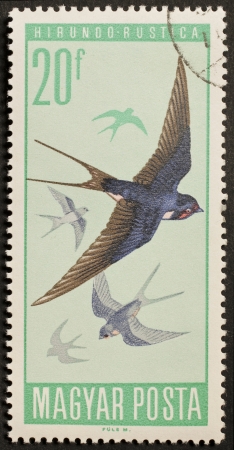 HUNGARY  CIRCA 1966  a stamp printed in Hungary shows image of flying swallows  Hungary, circa 1966のeditorial素材
