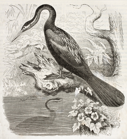 Anhinga old illustration (Anhinga anhinga). Created by Kretschmer, published on Merveilles de la Nature, Bailliere et fils, Paris, ca. 1878のeditorial素材