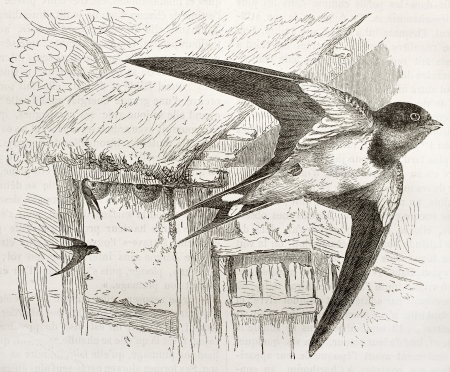 Barn Swallow old illustration (Hirundo rustica). Created by Kretschmer and Jahrmargt, published on Merveilles de la Nature, Bailliere et fils, Paris, 1878のeditorial素材