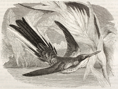 Black-eared Fairy old illustration (Heliothryx auritus). Created by Kretschmer and Jahrmargt, published on Merveilles de la Nature, Bailliere et fils, Paris, ca. 1878のeditorial素材