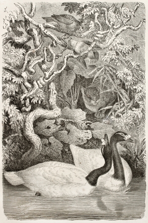 Black-necked Swan old illustration (Cygnus melancoryphus). Created by Kretschmer and Illner, published on Merveilles de la Nature, Bailliere et fils, Paris, ca. 1878のeditorial素材