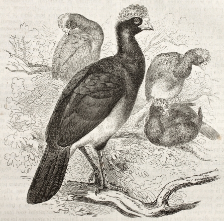 Black Curassow old illustration (Crax alector). Created by Kretschmer and Wendt, published on Merveilles de la Nature, Bailliere et fils, Paris, ca. 1878のeditorial素材