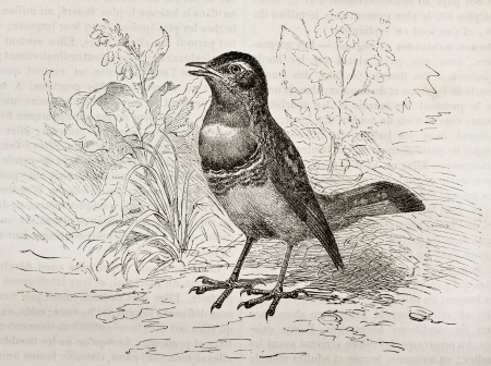Bluethroath old illustration (Luscinia svecica cyanecula). Created by Kretschmer, published on Merveilles de la Nature, Bailliere et fils, Paris, 1878のeditorial素材