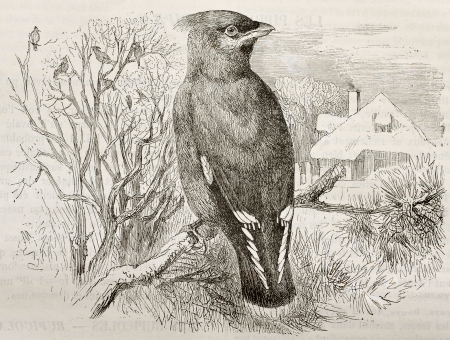 Bohemian Waxwing old illustration (Bombycilla garrulus). Created by Kretschmer and Wendt, published on Merveilles de la Nature, Bailliere et fils, Paris, 1878のeditorial素材