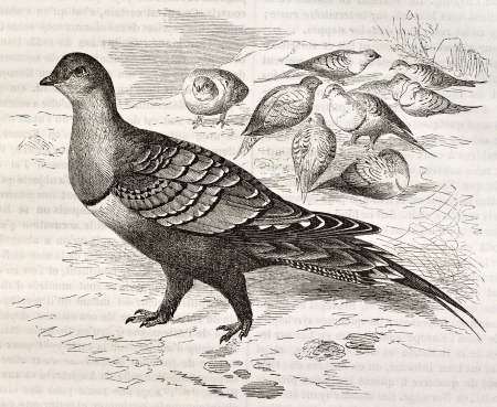 Chestnut-bellied Sandgrouse old illustration (Pterocles exustus). Created by Kretschmer, published on Merveilles de la Nature, Bailliere et fils, Paris, ca. 1878のeditorial素材