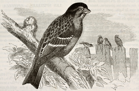 Old illustration of Chipping Sparrow (Spizella passerina). Created by Kretschmer and Wendt, published on Merveilles de la Nature, Bailliere et fils, Paris, 1878.のeditorial素材