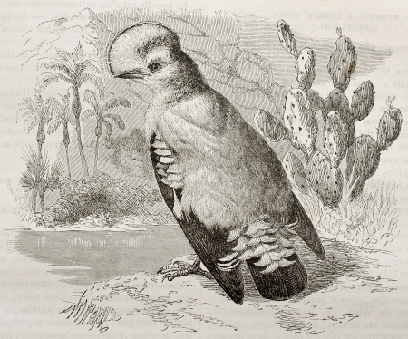 Cock of the Rock old illustration (Rupicola rupicola). Created by Kretschmer and Illner, published on Merveilles de la Nature, Bailliere et fils, Paris, 1878のeditorial素材