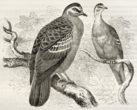 Common Bronzewing old illustration (Phaps chalcoptera). Created by Kretschmer, published on Merveilles de la Nature, Bailliere et fils, Paris, ca. 1878のeditorial素材